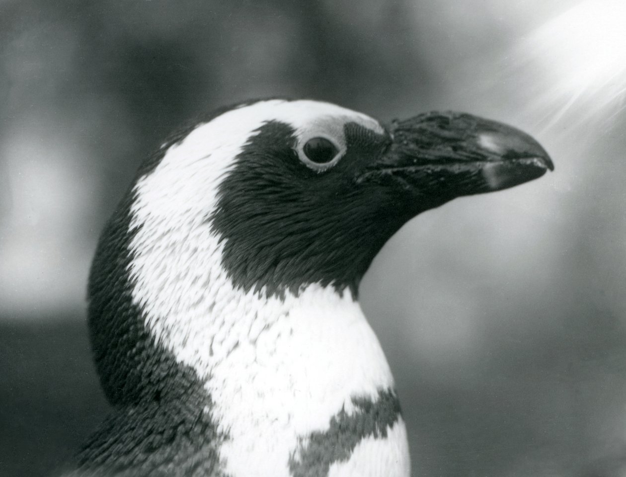 Dorosły pingwin czarnonogi Jackass African Penguin w londyńskim zoo, wrzesień 1925 r autorstwa Frederick William Bond
