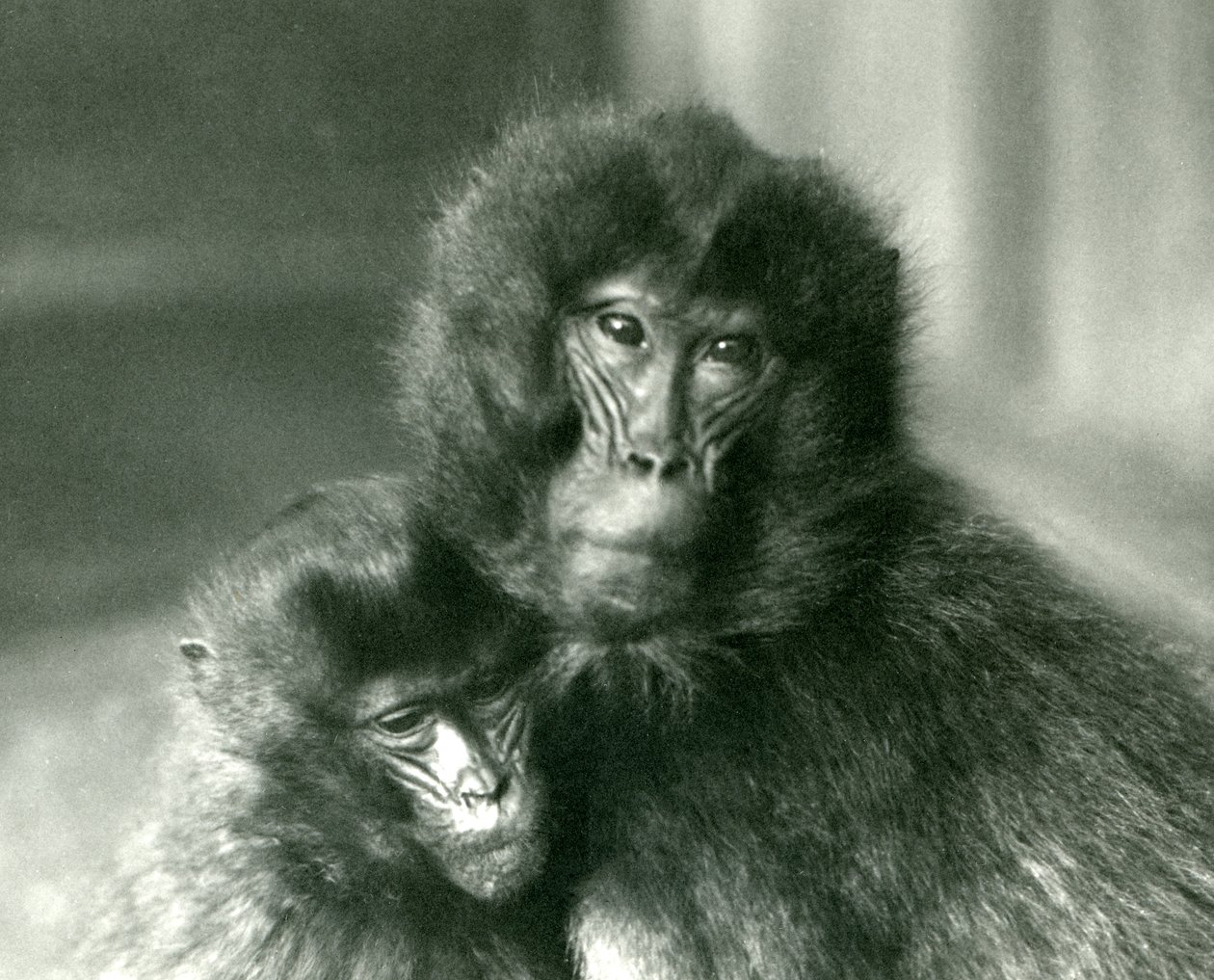 Dorosła i młoda małpa Gelada Bleeding heart w londyńskim zoo w styczniu 1925 r. autorstwa Frederick William Bond