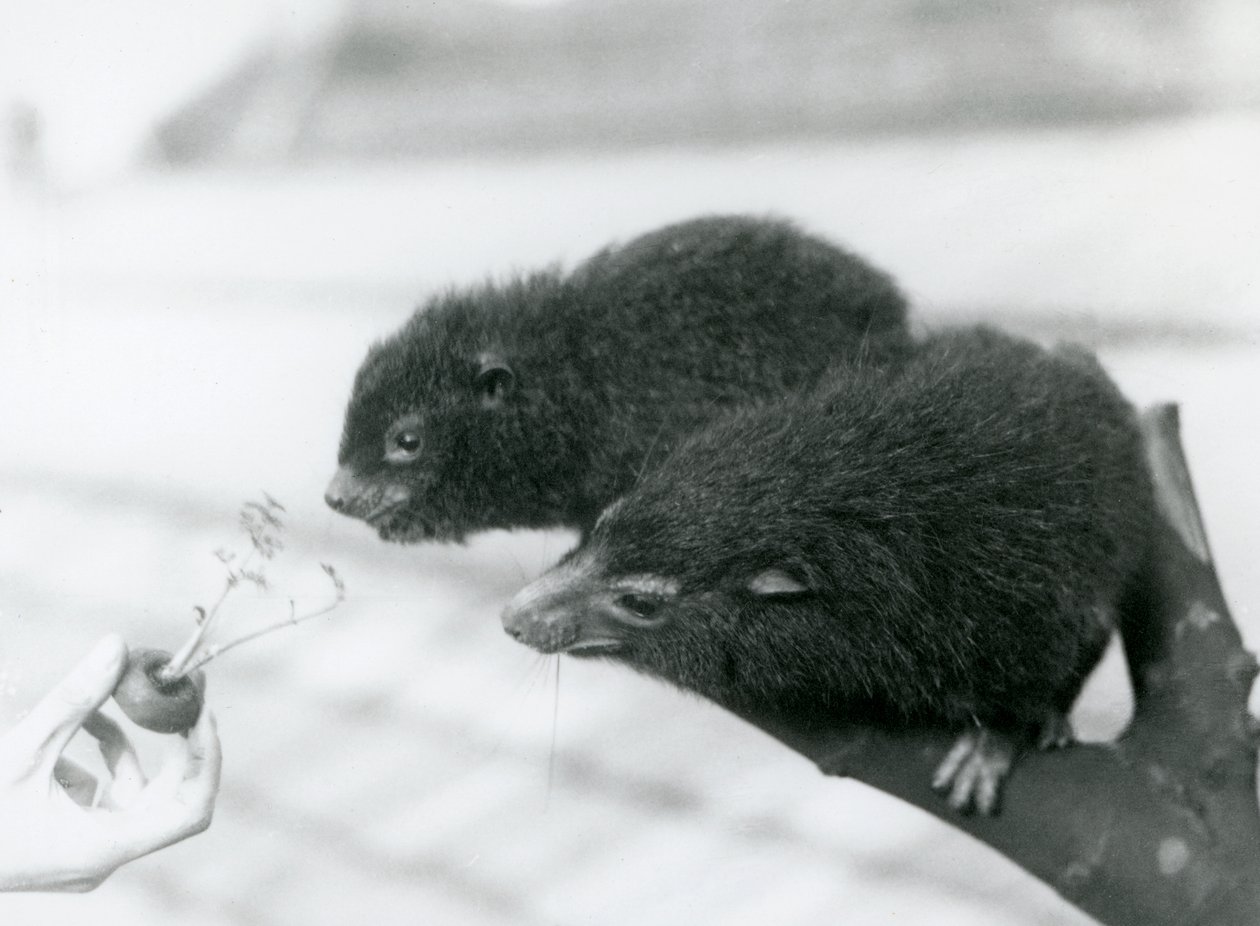 Dorosły i młody góralek zachodni siedzą na gałęzi i pochylają się nad marchewką, którą trzymają do jedzenia, londyńskie zoo autorstwa Frederick William Bond