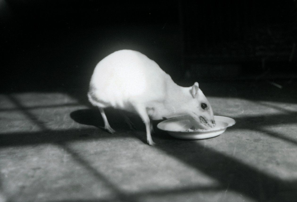 Chevrotain albinos jedzący z naczynia, londyńskie zoo, grudzień 1926 r. autorstwa Frederick William Bond