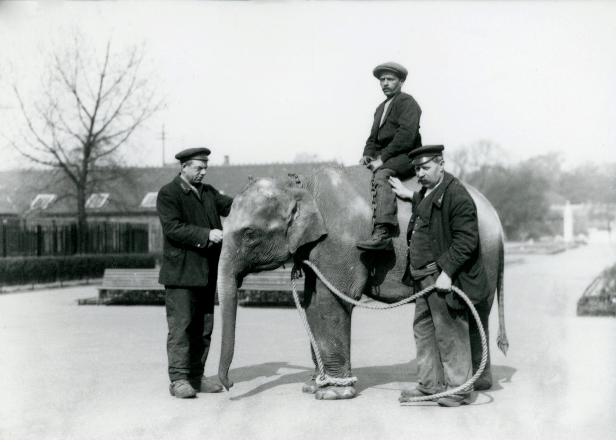 Mały słoń indyjski z opiekunami A. Churchem i H. Robertsonem w londyńskim zoo, czerwiec 1922 r. autorstwa Frederick William Bond