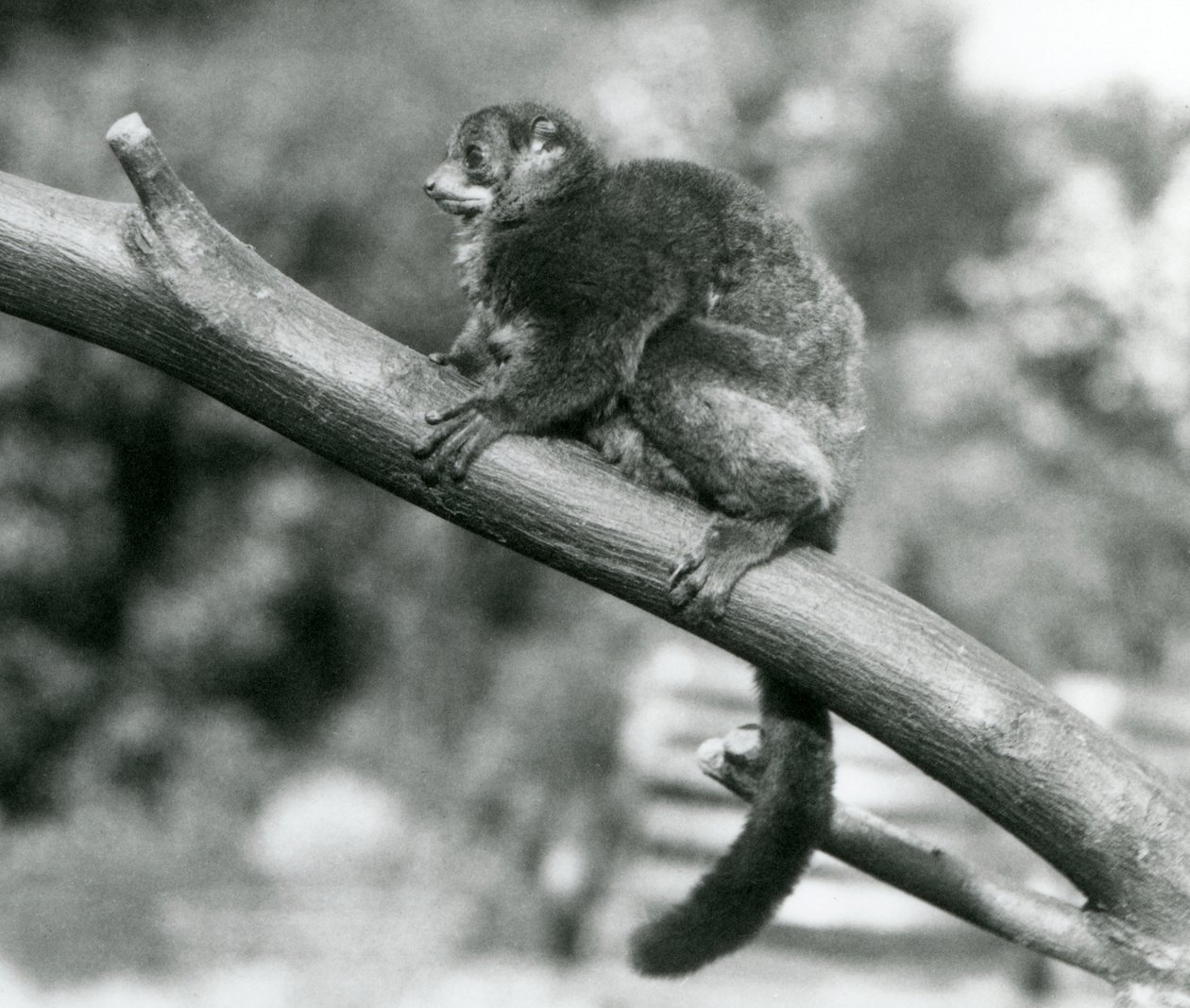 Zagrożony olbrzymi lemur myszy Coquerel / lemur karłowaty Coquerel / południowy olbrzymi lemur myszy, spoczywający na gałęzi w londyńskim zoo, październik 1929 (zdjęcie czarno-białe) autorstwa Frederick William Bond