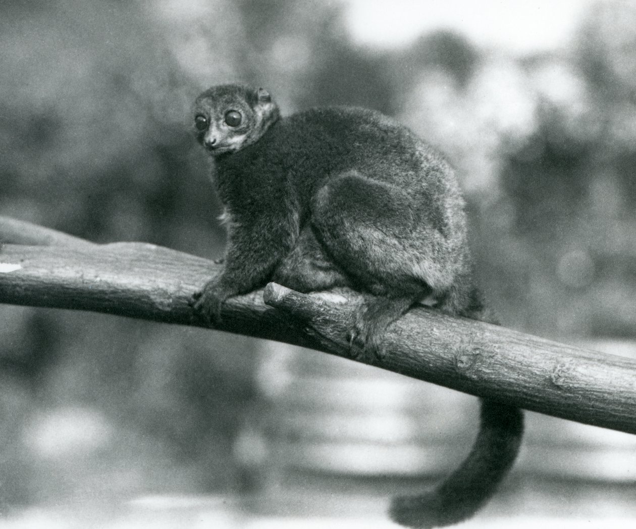 Zagrożony olbrzymi lemur myszy Coquerel / lemur karłowaty Coquerel / południowy olbrzymi lemur myszy, spoczywający na gałęzi w londyńskim zoo, październik 1929 (zdjęcie czarno-białe) autorstwa Frederick William Bond