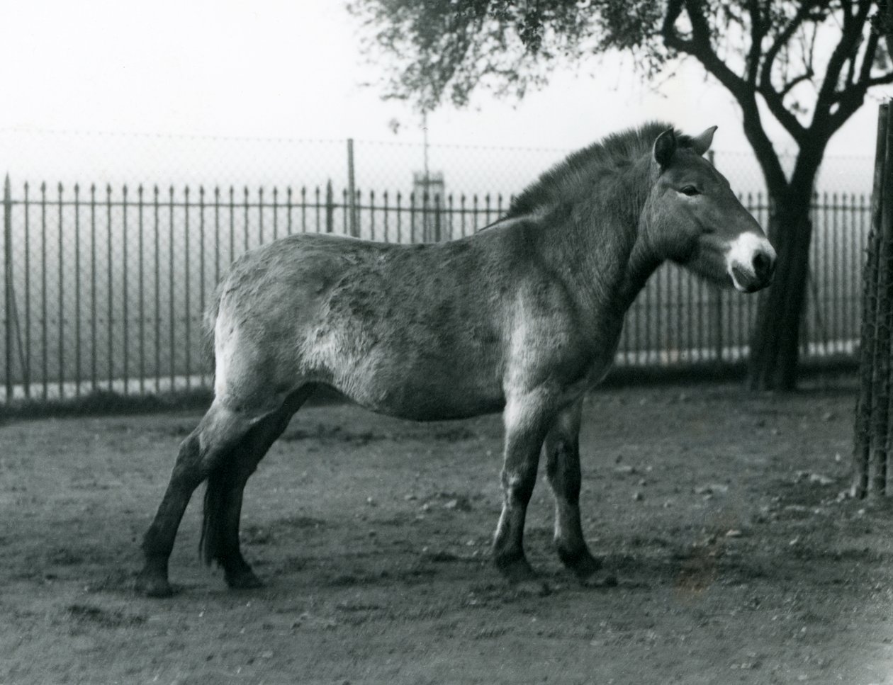 Zagrożony wyginięciem dziki koń Przewalskiego stojący na wybiegu w londyńskim zoo, październik 1927 r. autorstwa Frederick William Bond