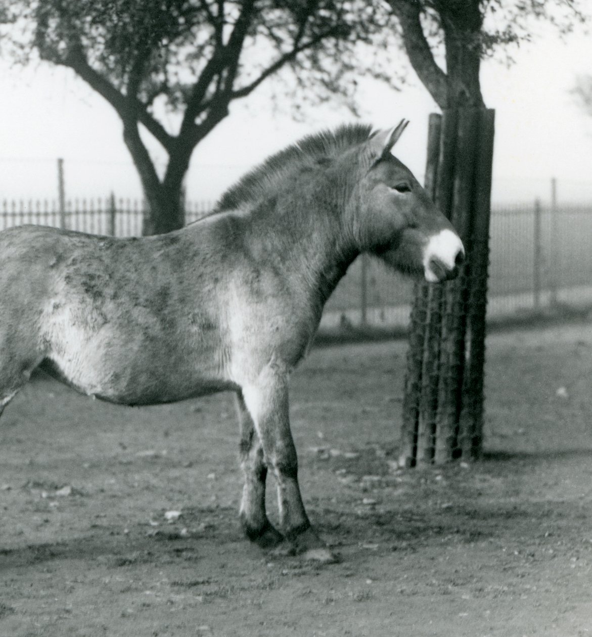 Zagrożony wyginięciem dziki koń Przewalskiego stojący na wybiegu w londyńskim zoo, październik 1927 r. autorstwa Frederick William Bond