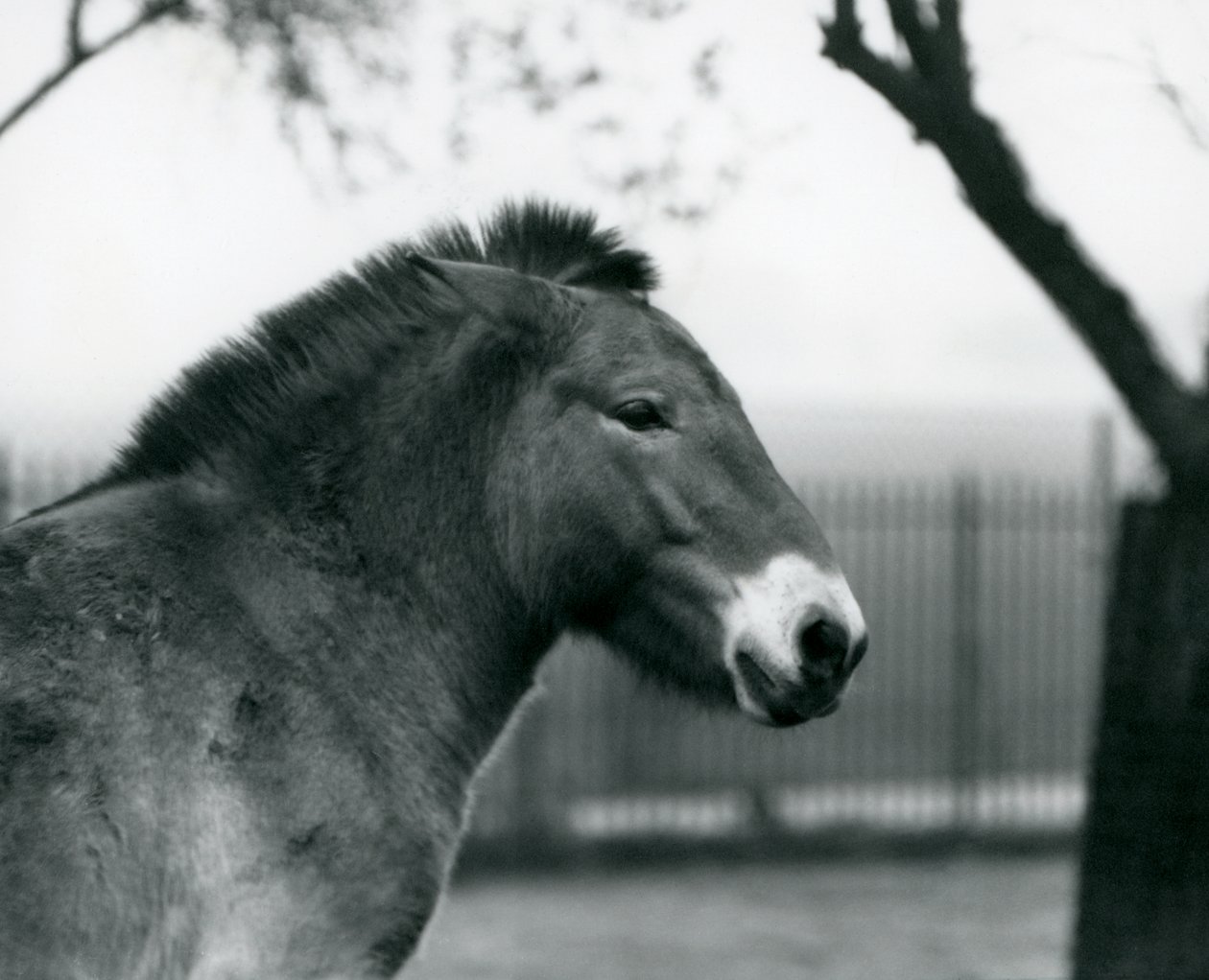 Zagrożony wyginięciem dziki koń Przewalskiego stojący na wybiegu w londyńskim zoo, październik 1927 r. autorstwa Frederick William Bond