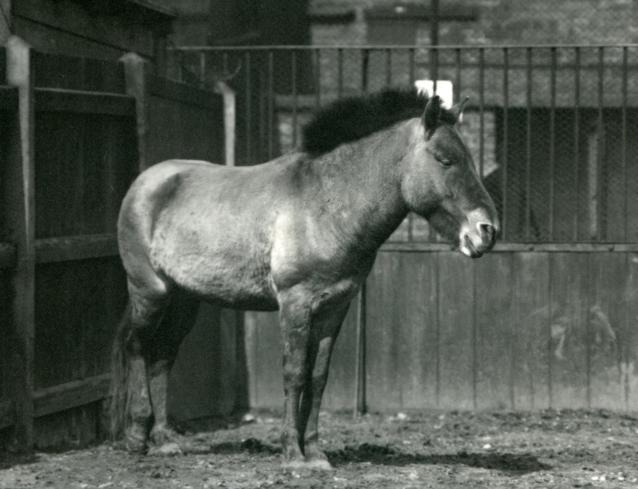Zagrożony wyginięciem dziki koń Przewalskiego stojący na jego padoku w londyńskim zoo w 1927 r. autorstwa Frederick William Bond