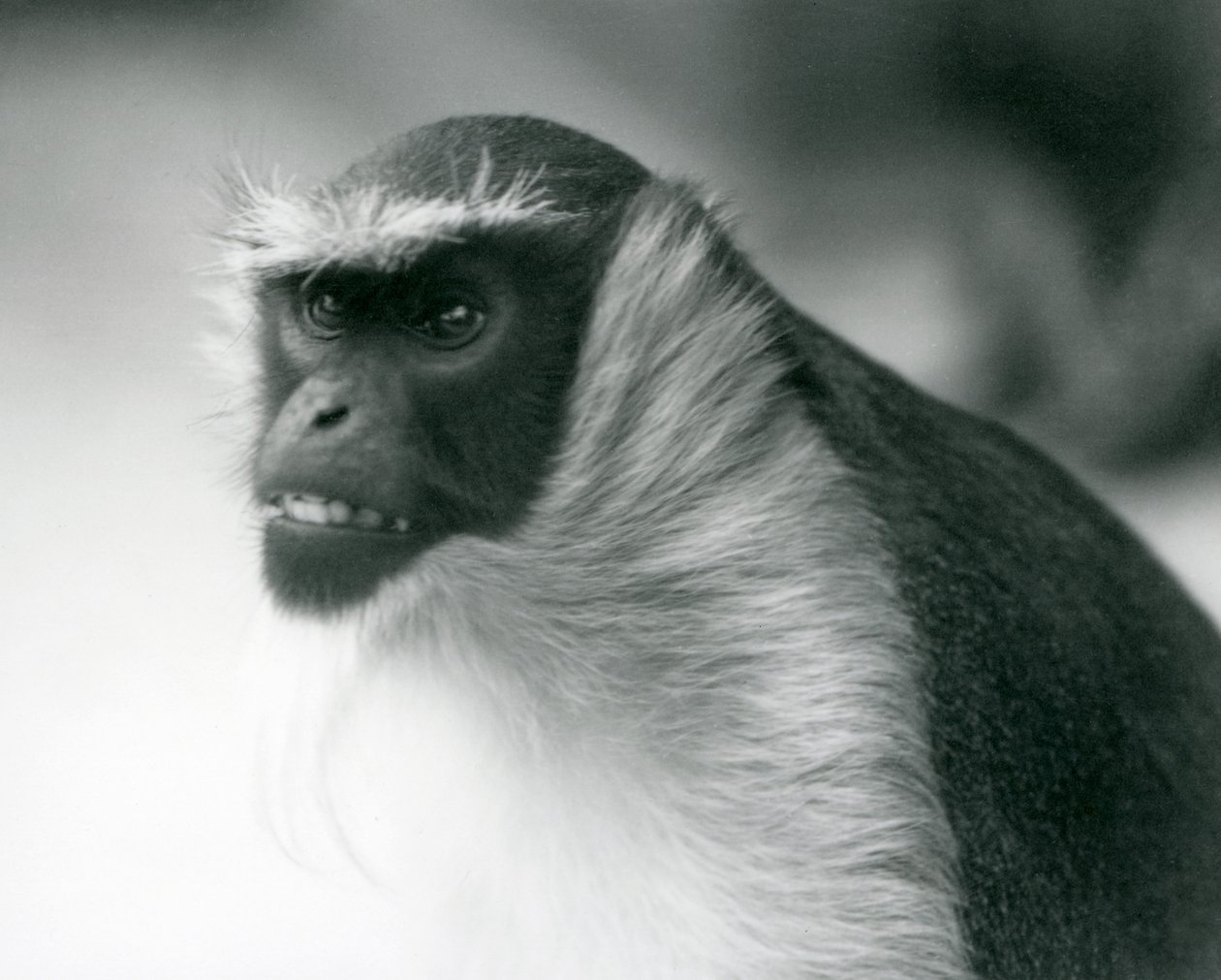 Zagrożona małpa Roloway w londyńskim zoo, 1927 autorstwa Frederick William Bond