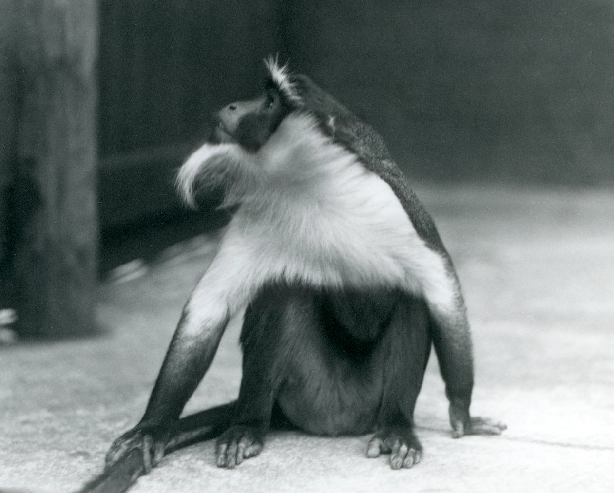 Zagrożona Małpa Roloway siedząca na ziemi, patrząca w górę, trzymająca ogon, Londyńskie Zoo, 1927 autorstwa Frederick William Bond