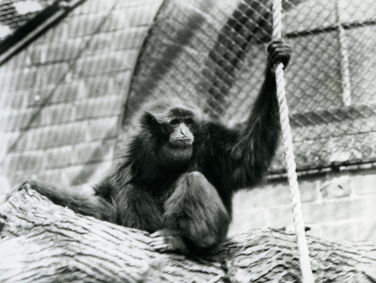 Zagrożony gibon Siamang siedzący na kłodzie, trzymający linę, londyńskie zoo, 1927 autorstwa Frederick William Bond
