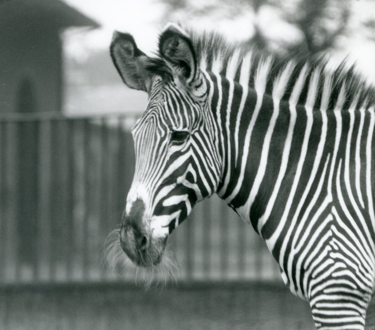 Samica/Jenny zagrożona Zebrą Grevy