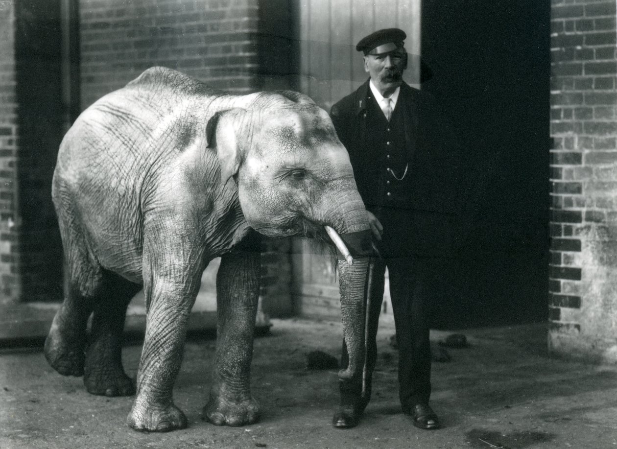 Mały słoń azjatycki z opiekunem Charlesem Eyelesem, londyńskie zoo, listopad 1915 autorstwa Frederick William Bond