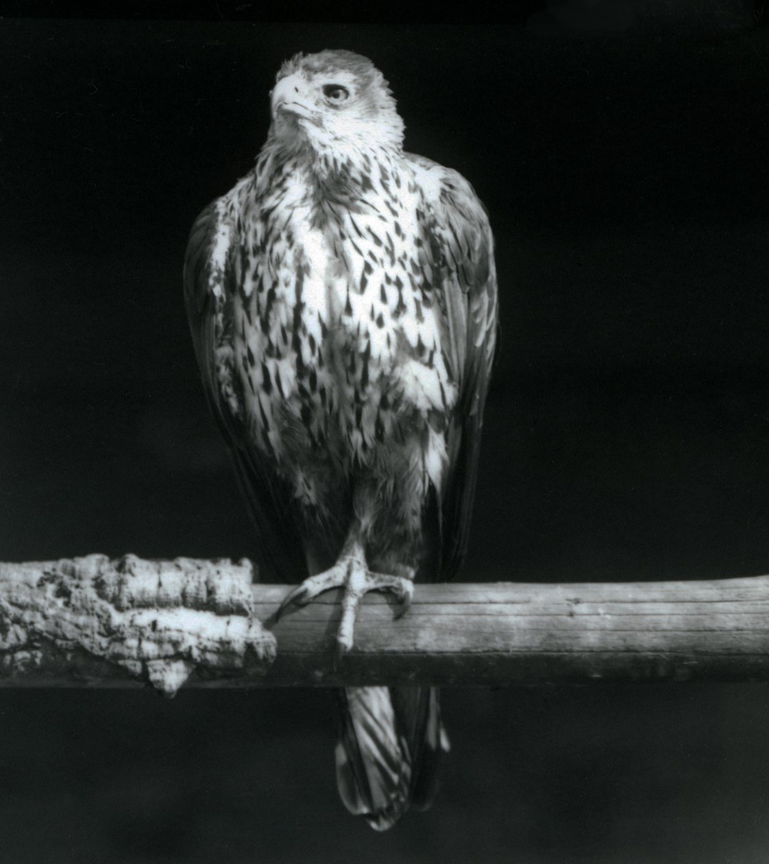Orzeł Bonelli odpoczywający na gałęzi w londyńskim zoo, wrzesień 1925 autorstwa Frederick William Bond