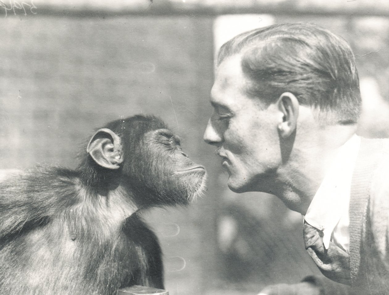 Szympans Booboo i John Shelly w ZSL London Zoo, wrzesień 1927 autorstwa Frederick William Bond