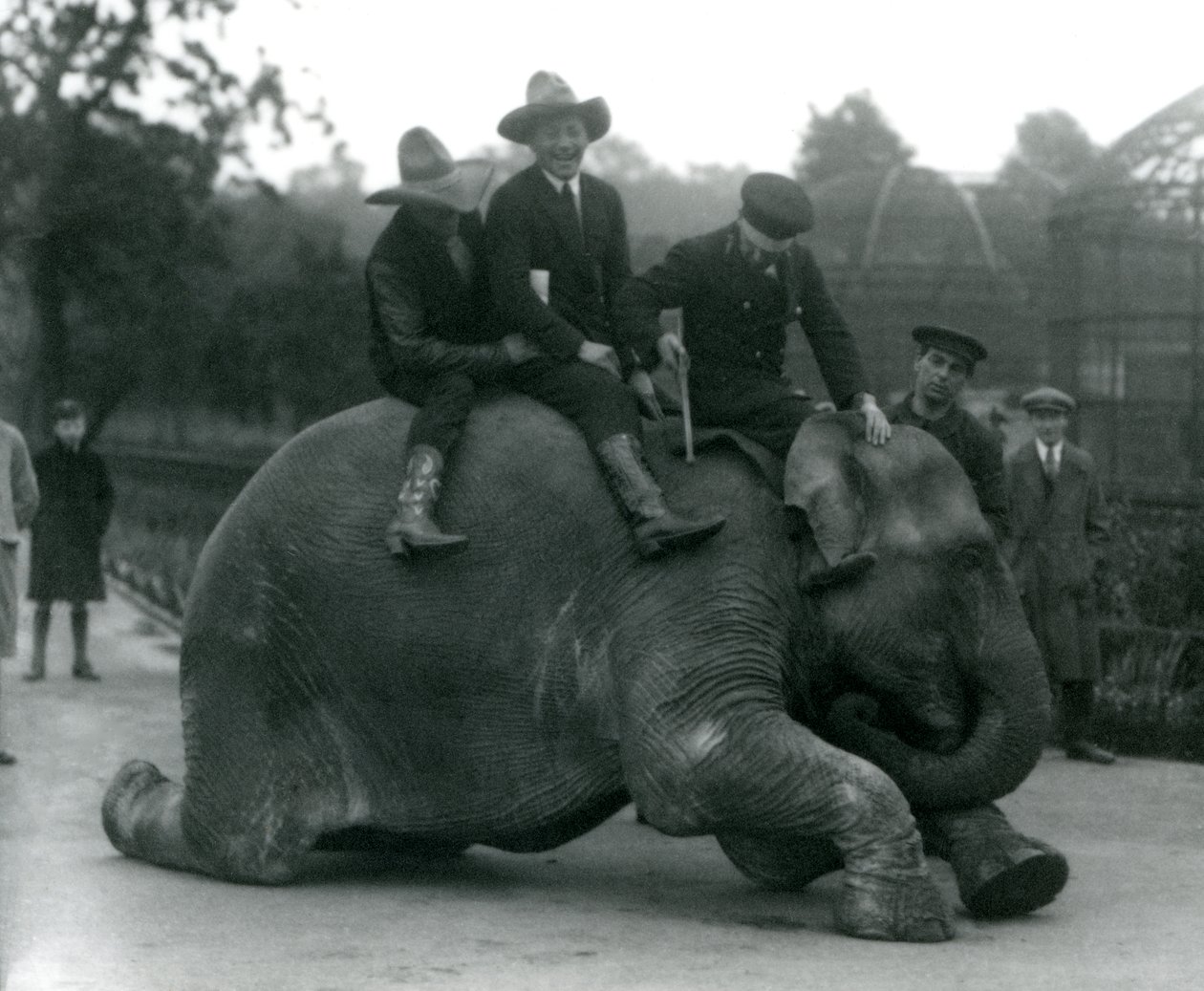 Kowboje i trener z samicą słonia indyjskiego Sundermalah podczas wizyty w londyńskim zoo w 1924 r. autorstwa Frederick William Bond