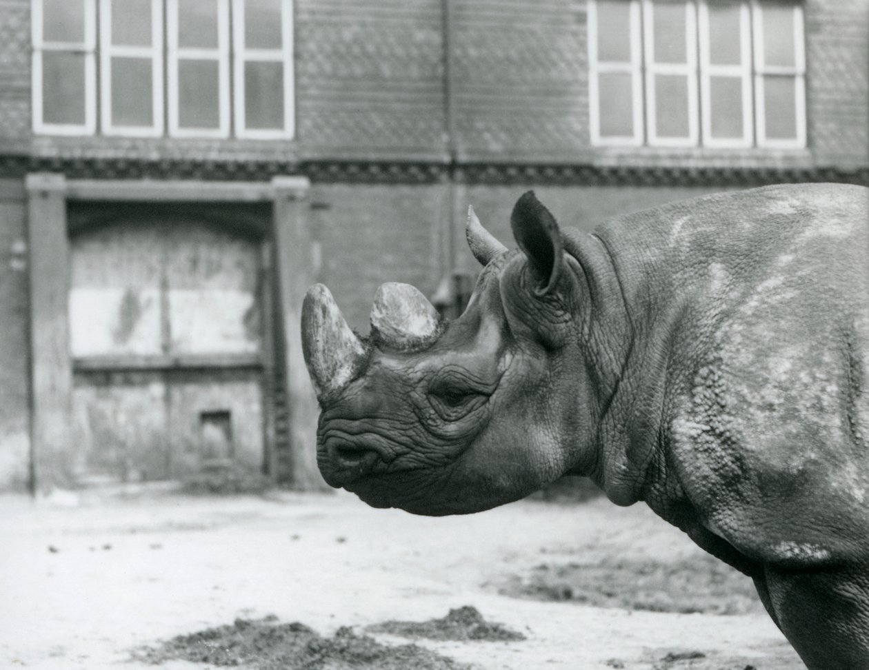 Eliza to samica czarnego nosorożca, londyńskie zoo autorstwa Frederick William Bond