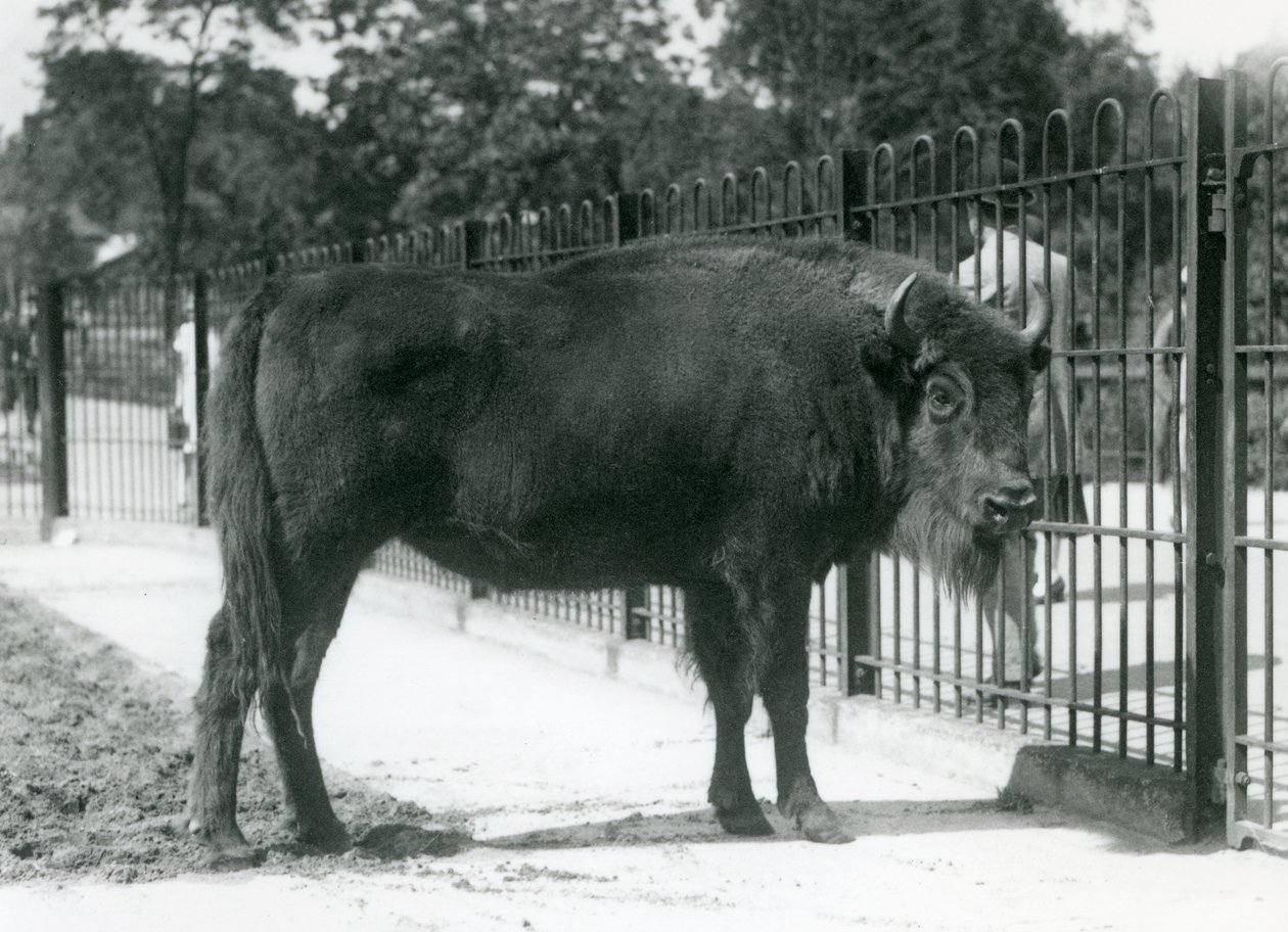 Żubr „Georgina” w barach swojego wybiegu, londyńskie zoo autorstwa Frederick William Bond