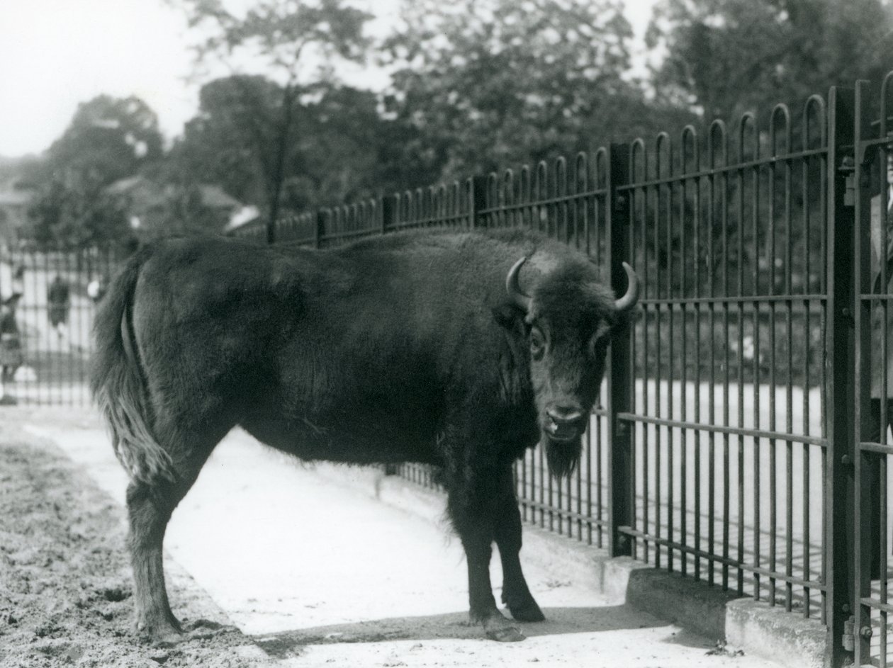 Żubr Georgina w kratach swojego wybiegu, londyńskie zoo, 12.08.1926 r. autorstwa Frederick William Bond