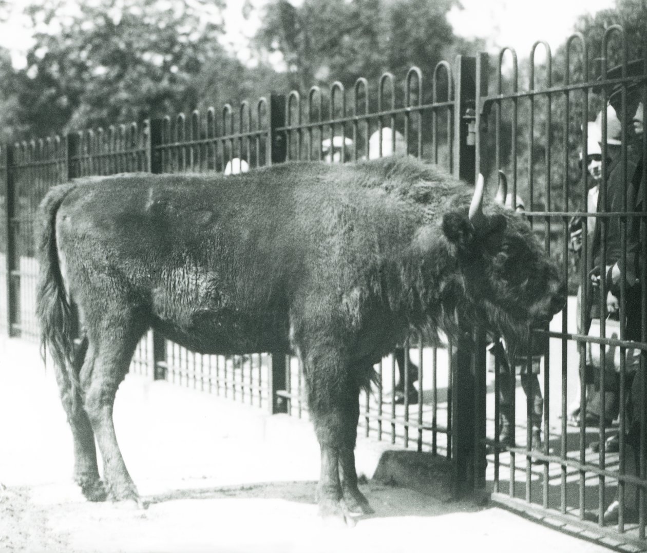 Żubr „Julia” spotykający się z gośćmi w barach swojego wybiegu, londyńskie zoo autorstwa Frederick William Bond