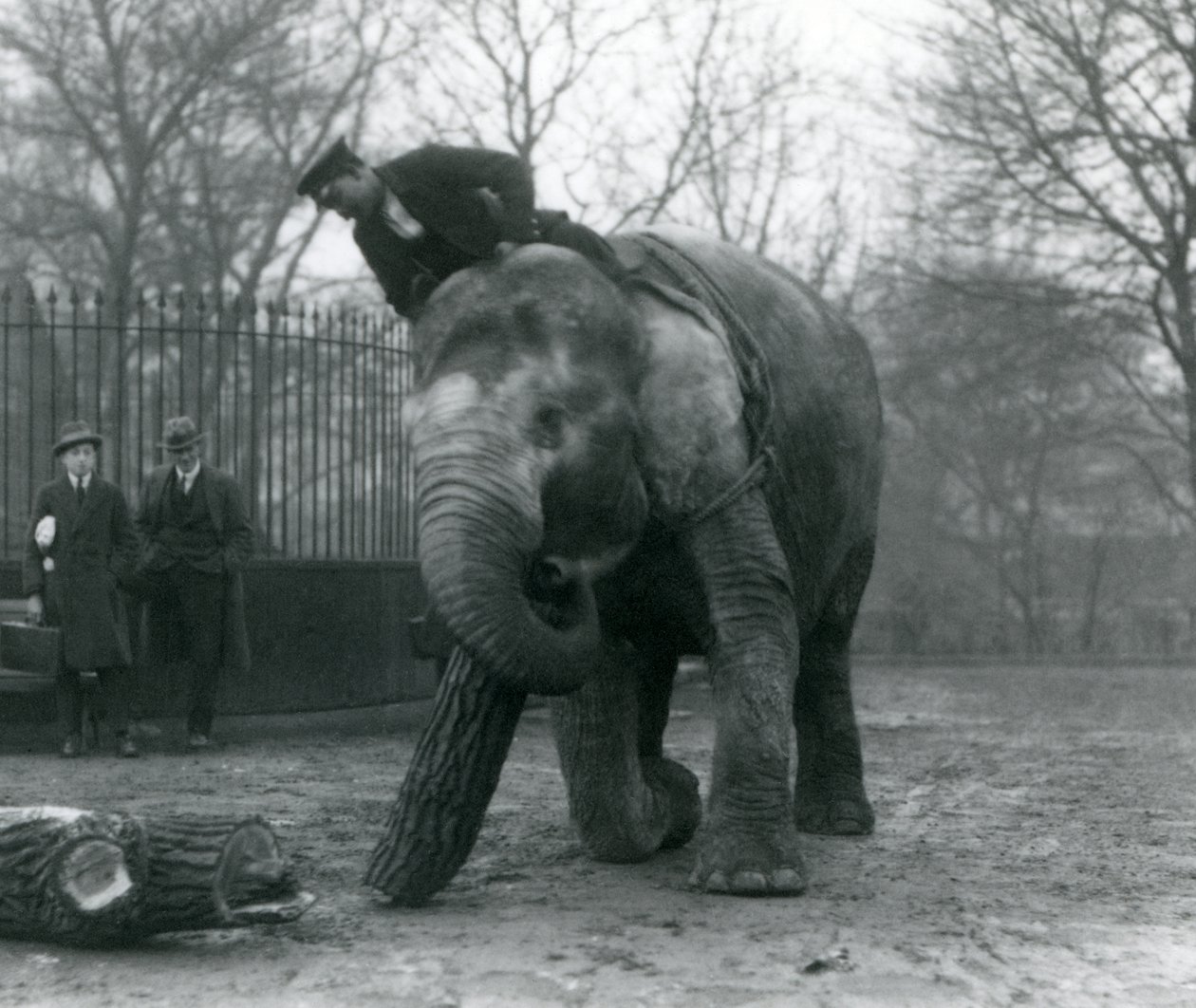 Samica słonia azjatyckiego, „Indiarani”, porusza drewno swoim pniem, podczas gdy jej opiekun siedzi na jej plecach, kierując ją i dwie inne osoby, londyńskie zoo autorstwa Frederick William Bond
