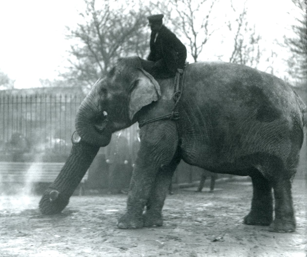 Samica słonia azjatyckiego, „Indiarani”, porusza drewno swoim pniem, podczas gdy jej opiekun siedzi na jej plecach, kierując ją, londyńskie zoo autorstwa Frederick William Bond