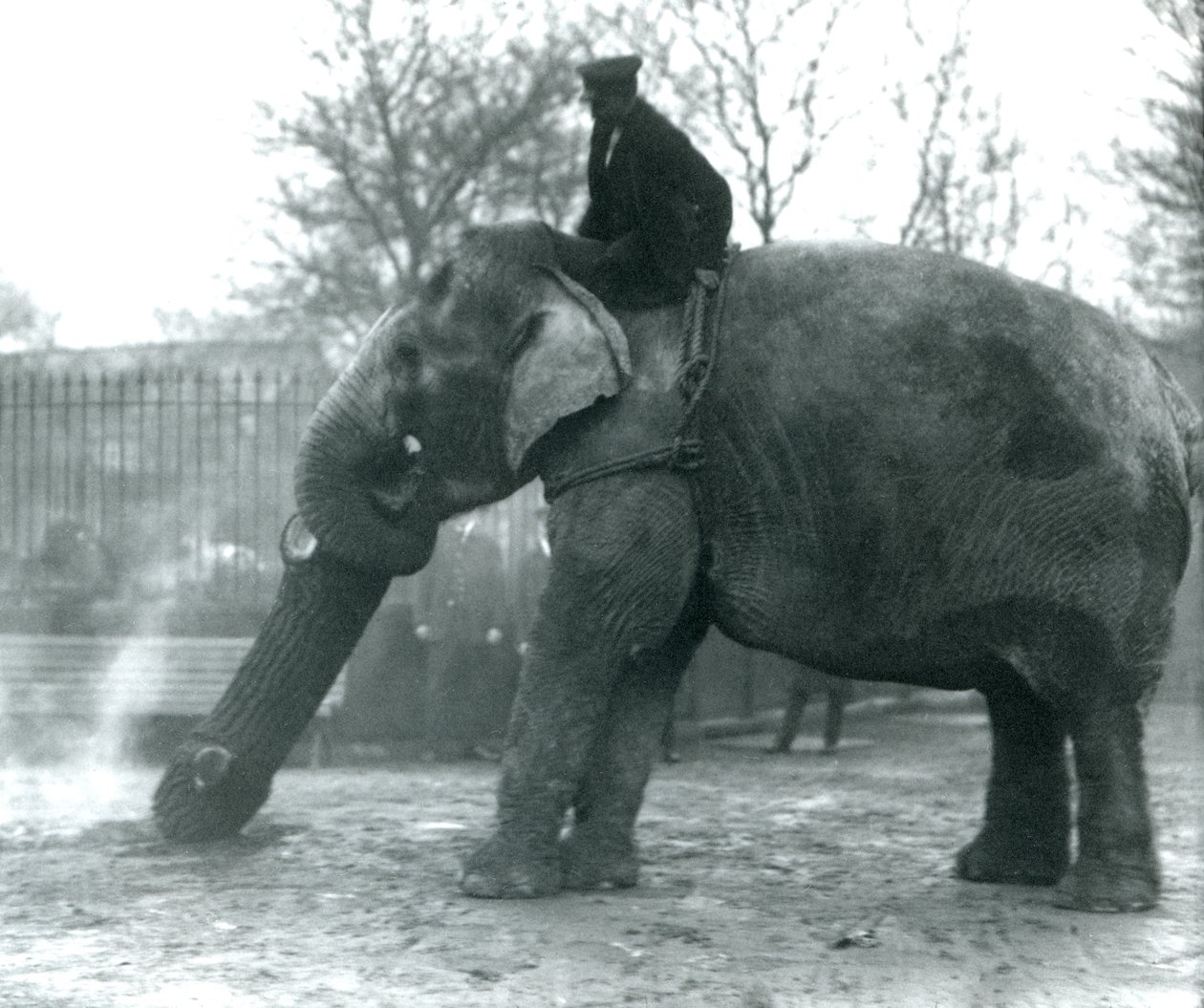 Samica słonia azjatyckiego, Indiarani, poruszająca drewnem z trąbą, podczas gdy jej opiekun siedzi na jej plecach, kierując ją, londyńskie zoo, 1925 autorstwa Frederick William Bond