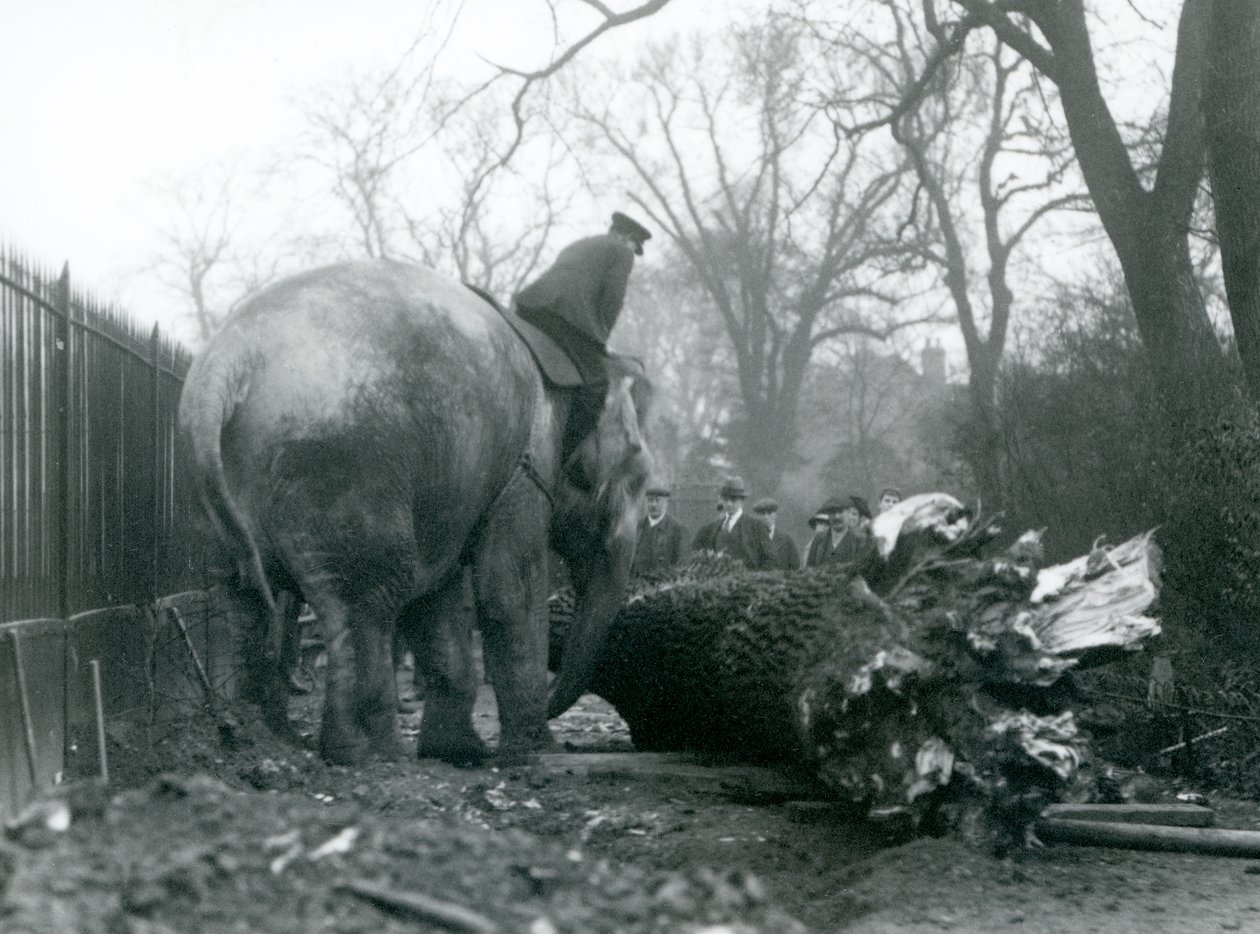 Samica słonia azjatyckiego, Indiarani, poruszająca drewnem z trąbą, podczas gdy jej opiekun siedzi na jej plecach, kierując ją, londyńskie zoo, 1925 autorstwa Frederick William Bond