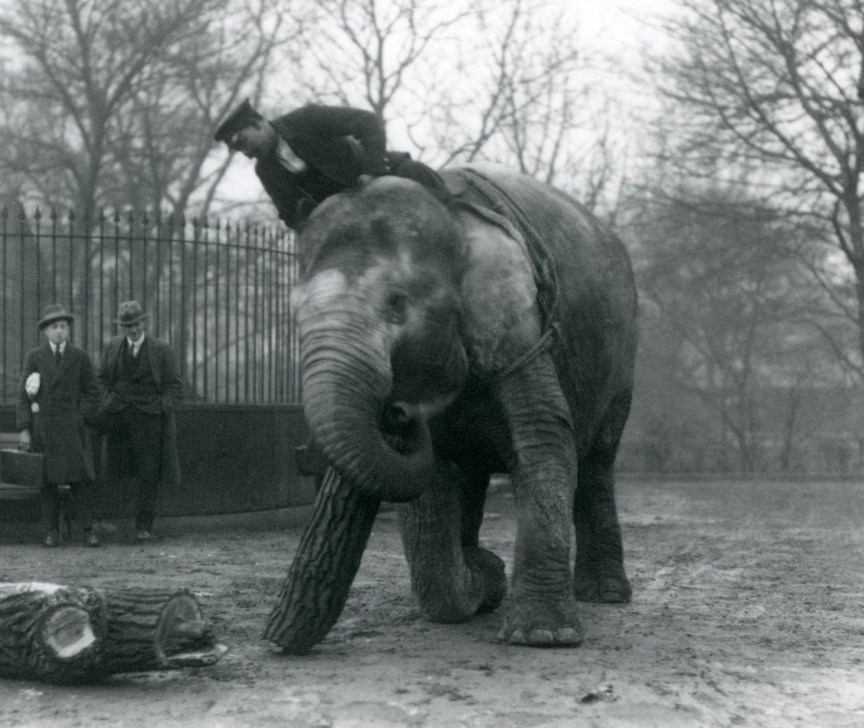 Samica słonia azjatyckiego, Indiarani, przesuwa drewno swoim pniem, podczas gdy jej opiekun siedzi na jej plecach, kierując ją i dwie inne osoby, londyńskie zoo, 1925 autorstwa Frederick William Bond
