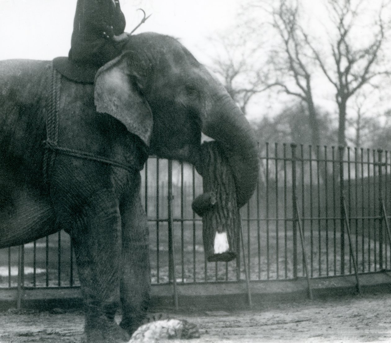 Samica słonia azjatyckiego, Indiarani, poruszająca drewnem z trąbą, podczas gdy jej opiekun siedzi na jej plecach, kierując ją, londyńskie zoo, 1925 autorstwa Frederick William Bond
