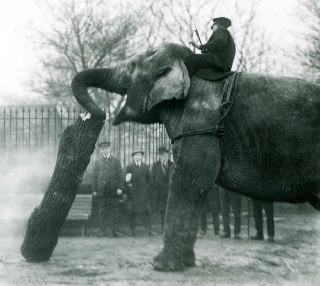 Samica słonia azjatyckiego, Indiarani, poruszająca drewnem z trąbą, podczas gdy jej opiekun siedzi na jej plecach, kierując ją, londyńskie zoo, 1925 autorstwa Frederick William Bond