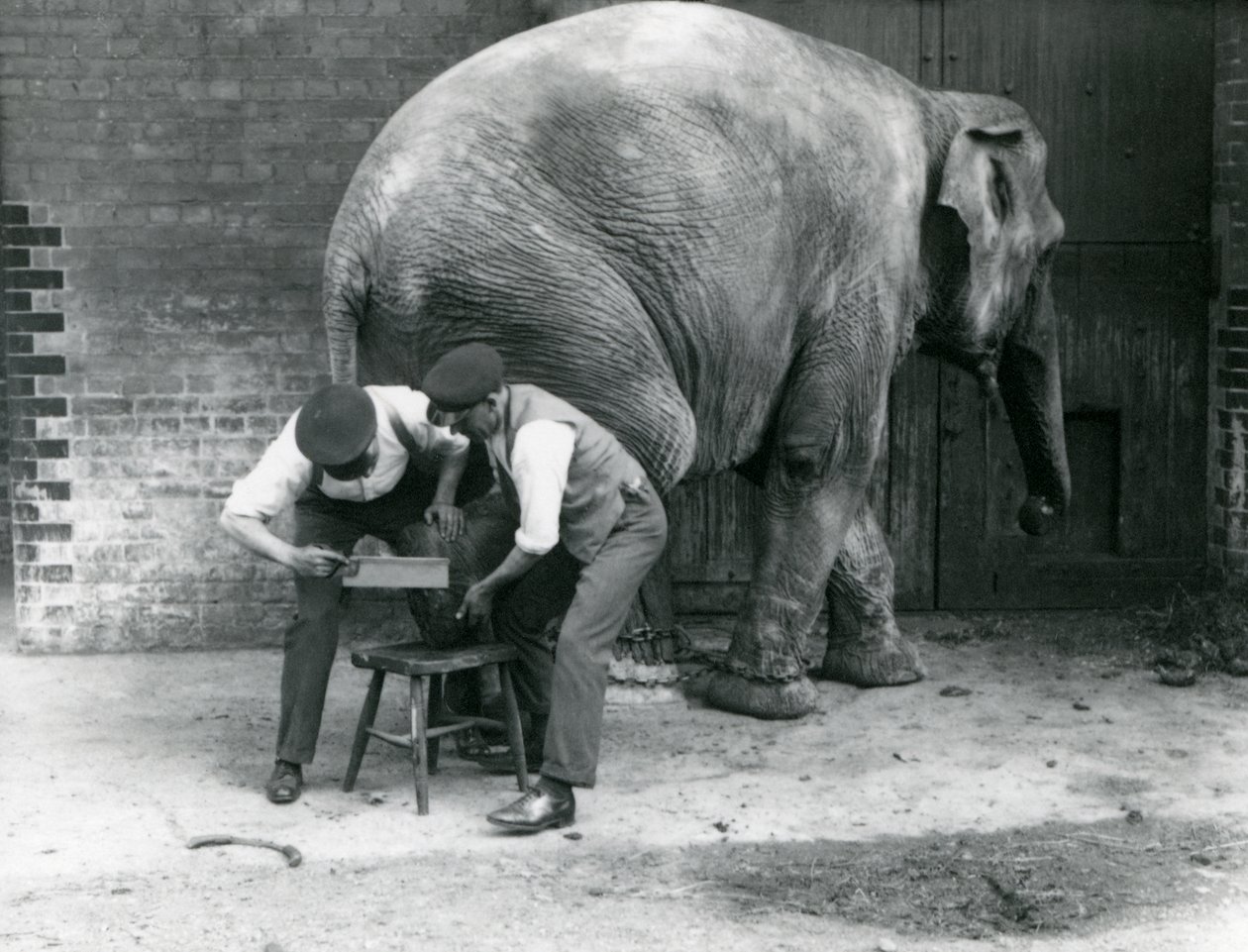 Samica słonia azjatyckiego Sundermalah, której opiekunowie przycinali stopy w londyńskim zoo, sierpień 1926 r. autorstwa Frederick William Bond
