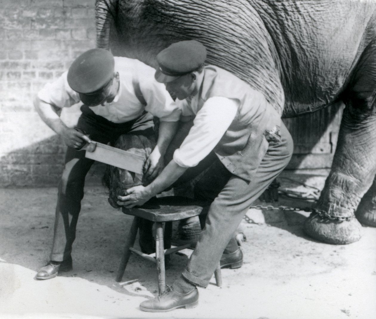 Samica słonia azjatyckiego Sundermalah, której opiekunowie przycinali stopy w londyńskim zoo, sierpień 1926 r. autorstwa Frederick William Bond
