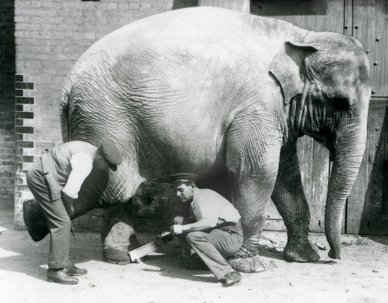 Samica słonia azjatyckiego Sundermalah, której opiekunowie przycinali stopy w londyńskim zoo, sierpień 1926 r. autorstwa Frederick William Bond