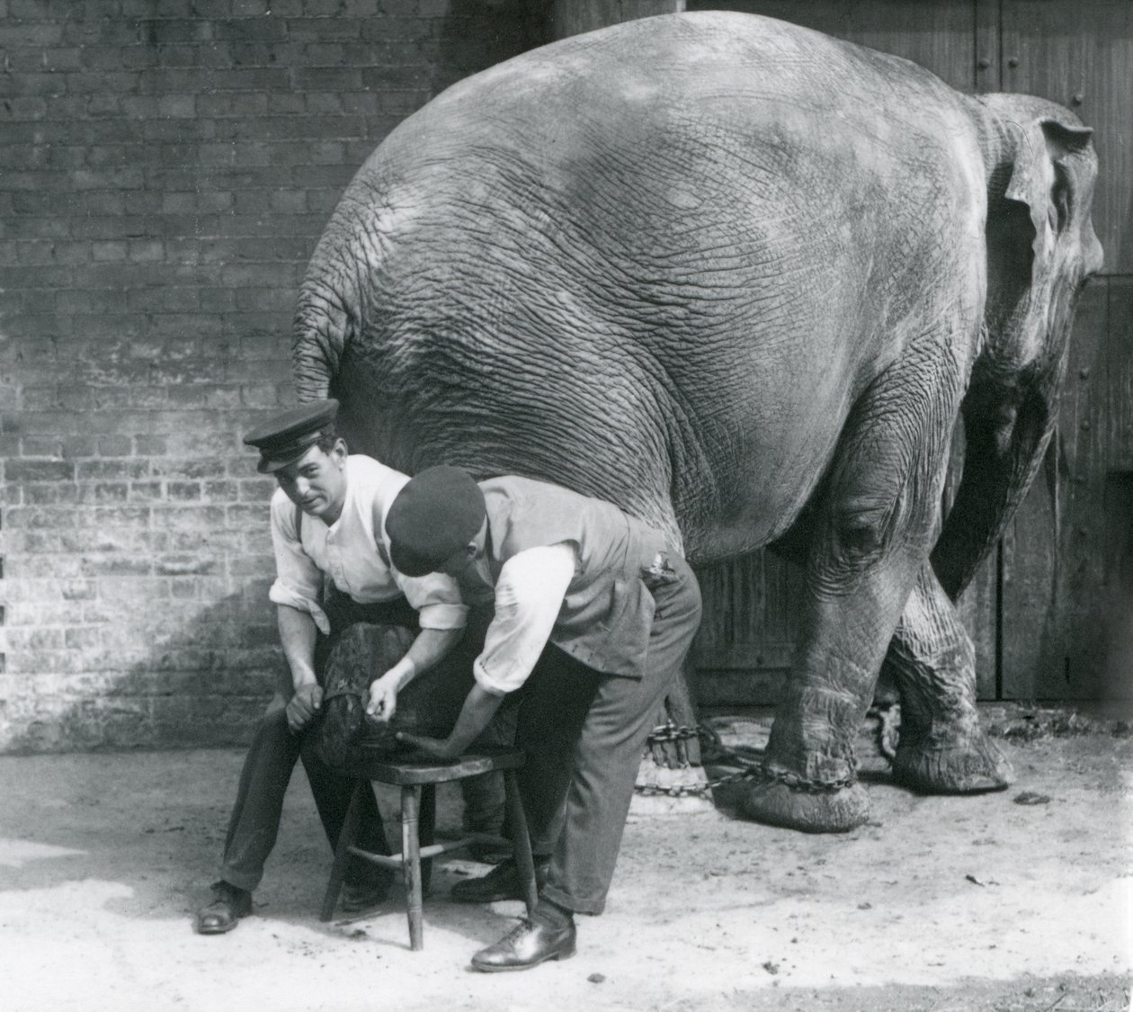 Samica słonia azjatyckiego z przyciętymi nogami przez opiekunów w londyńskim zoo, sierpień 1926 r. autorstwa Frederick William Bond