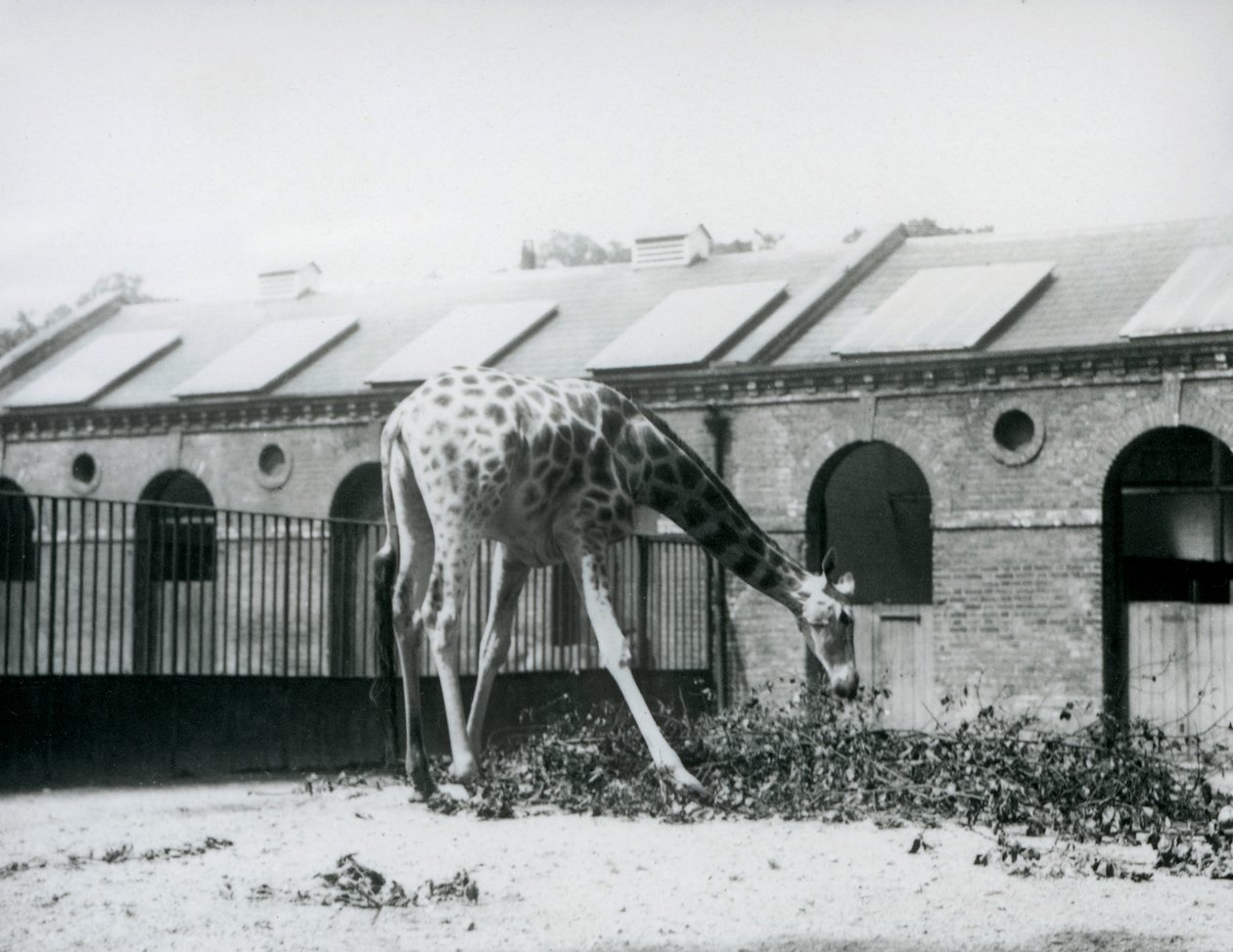 Samica żyrafy „Maud”, sięgająca po liście na padoku przed Giraffe House, londyńskie zoo, lipiec 1927 (zdjęcie czarno-białe) autorstwa Frederick William Bond