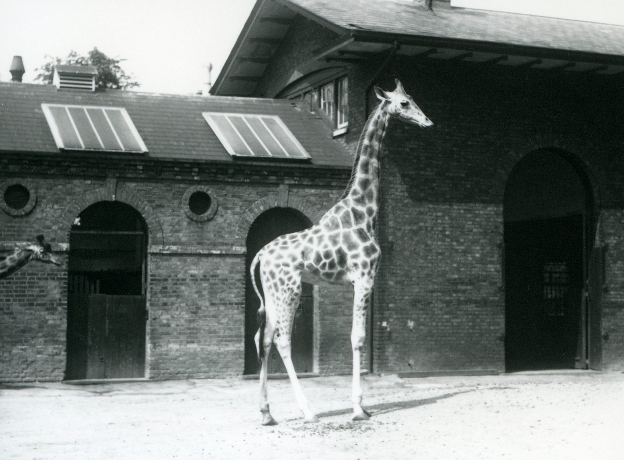 Kobieta żyrafa, Maud, stojąca na padoku przed Giraffe House, londyńskie zoo, lipiec 1925 autorstwa Frederick William Bond