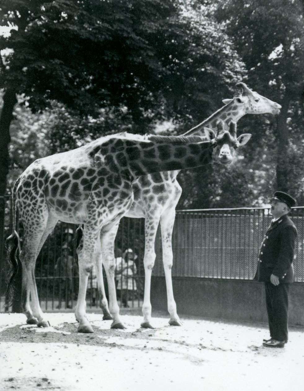 Samica żyraf Maud i Maggie, z opiekunem Ernie Professor Bowman, London Zoo, lipiec 1924 autorstwa Frederick William Bond