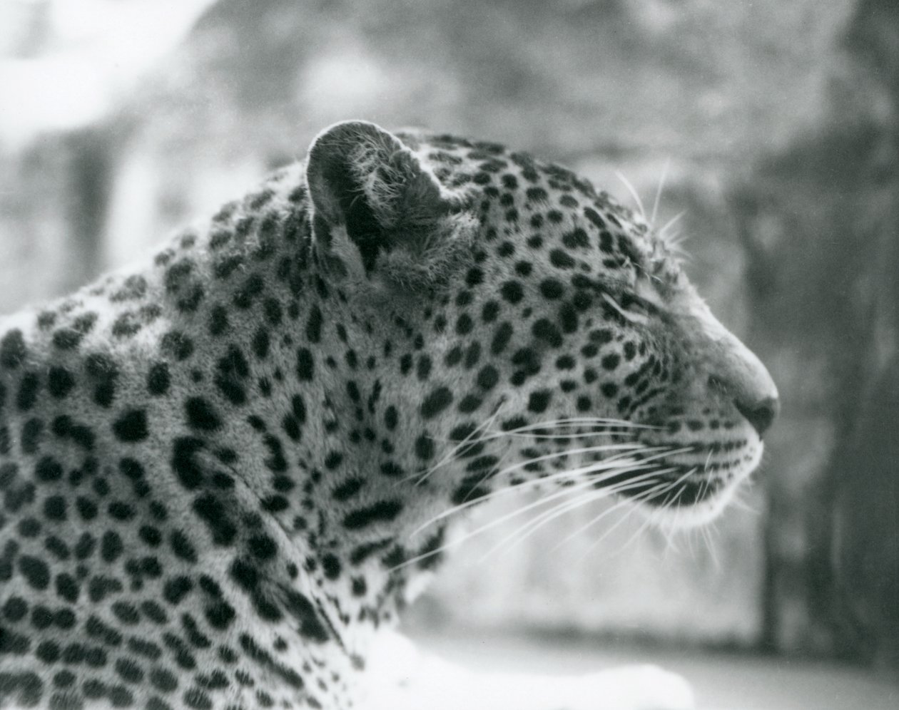 Samica lamparta Daisy w londyńskim zoo w sierpniu 1925 r. autorstwa Frederick William Bond