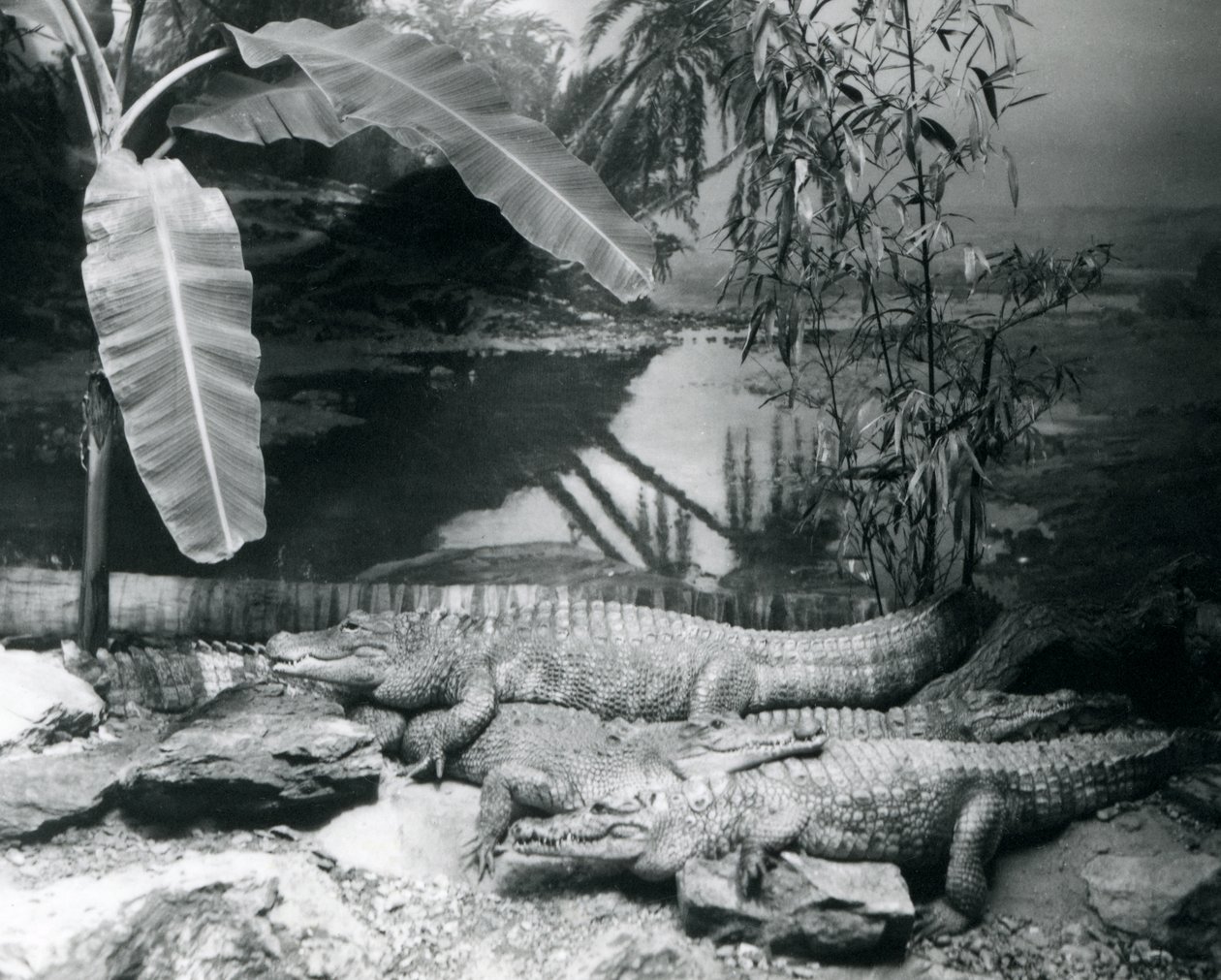 Cztery aligatory w panoramie z bananowcem w londyńskim zoo w 1929 roku (zdjęcie czarno-białe) autorstwa Frederick William Bond