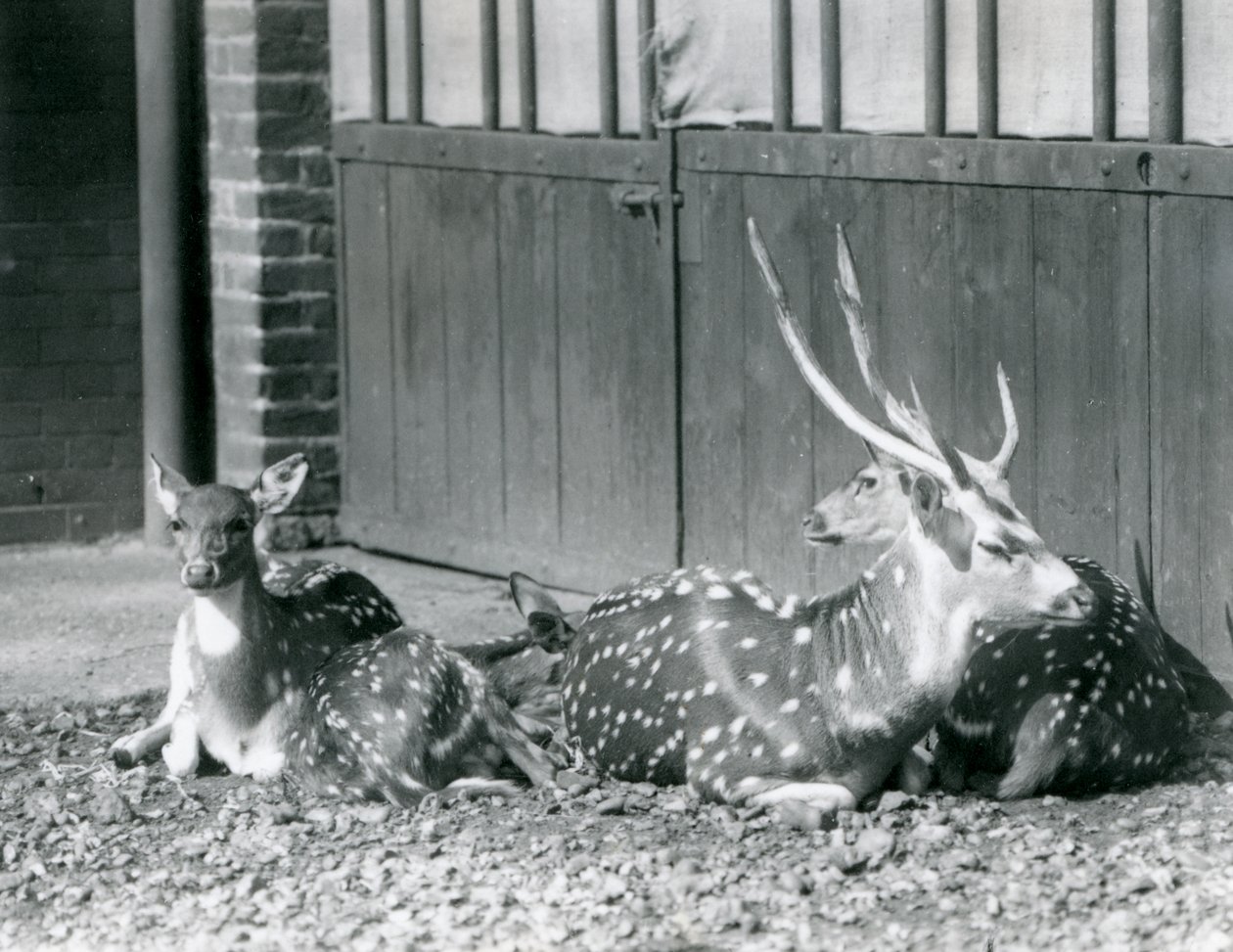 Czteroosiowy jeleń, w tym jeleń z porożem, w londyńskim zoo w 1924 r autorstwa Frederick William Bond
