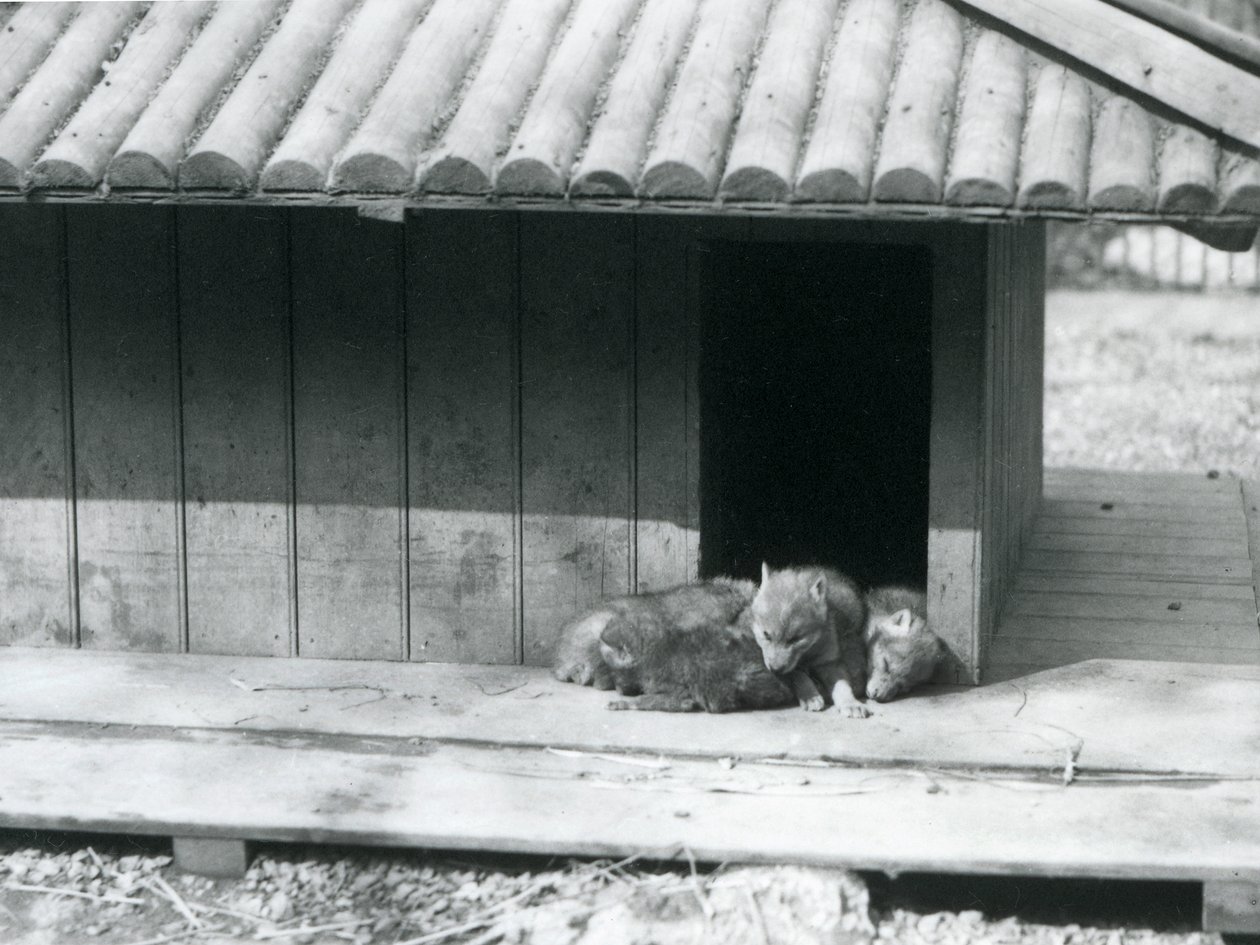 Cztery szczenięta Coyote odpoczywają w wejściu do swojej nory/drewnianej hodowli w londyńskim zoo autorstwa Frederick William Bond