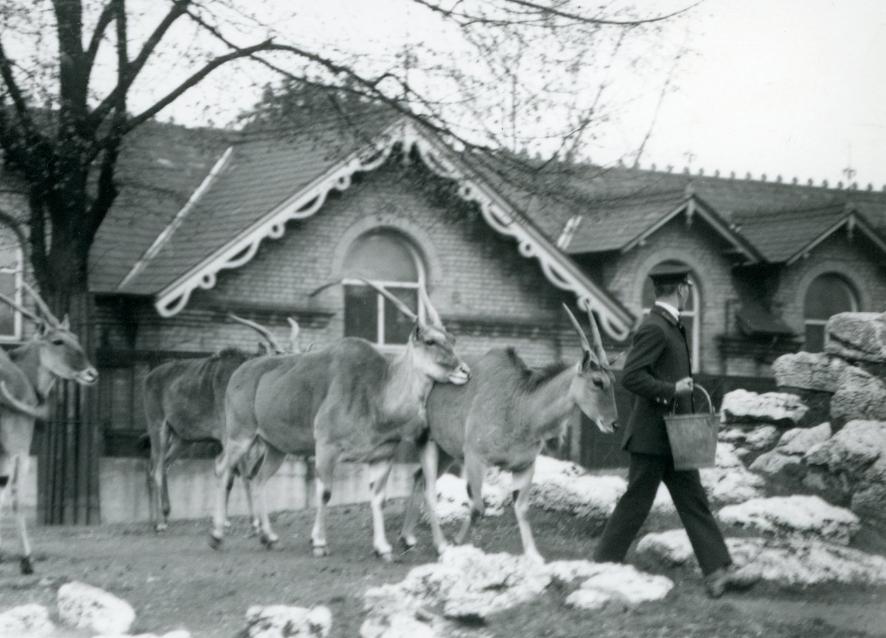 Czterech Elandów podąża za swoim opiekunem, w czasie karmienia, na padoku przed Domem Antylopy, londyńskie zoo, czerwiec 1925 autorstwa Frederick William Bond
