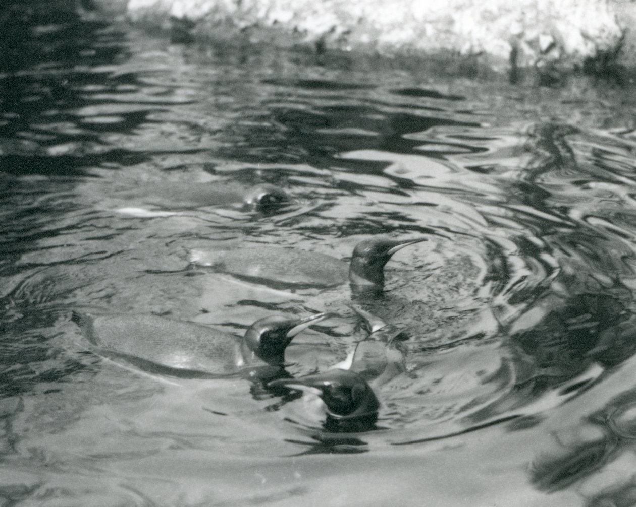 Cztery pingwiny królewskie pływające w basenie w londyńskim zoo, czerwiec 1927 r. autorstwa Frederick William Bond