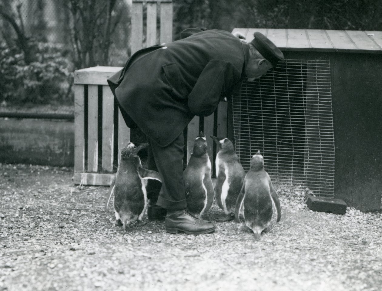 Gentoo Penguins z opiekunem Albertem Whitem, londyńskie zoo, ok. 1914 autorstwa Frederick William Bond