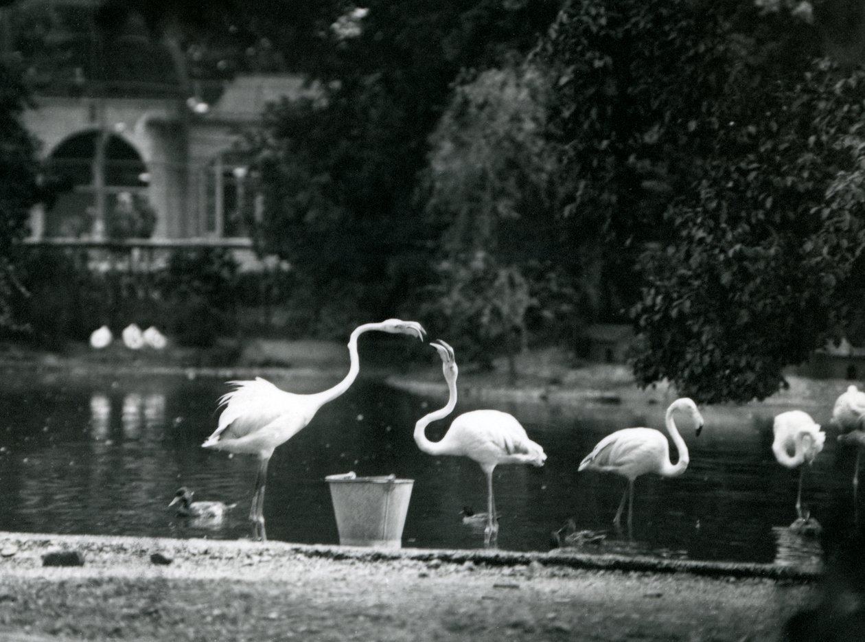 Większe flamingi na swoim jeziorze w londyńskim zoo w 1924 r. autorstwa Frederick William Bond