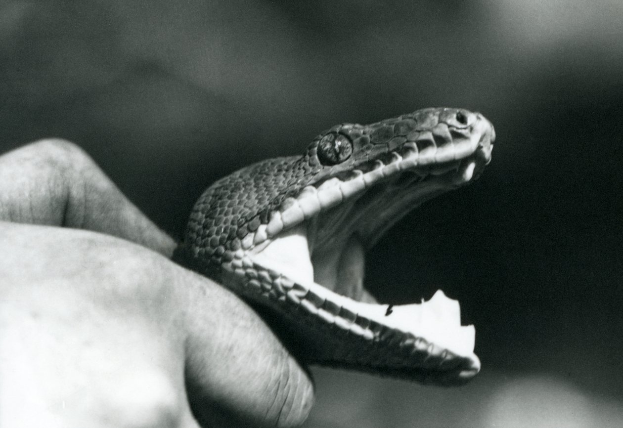 Głowa boa z drzewa szmaragdowego, z otwartymi ustami, trzymana za szyję przez opiekuna, londyńskie zoo autorstwa Frederick William Bond