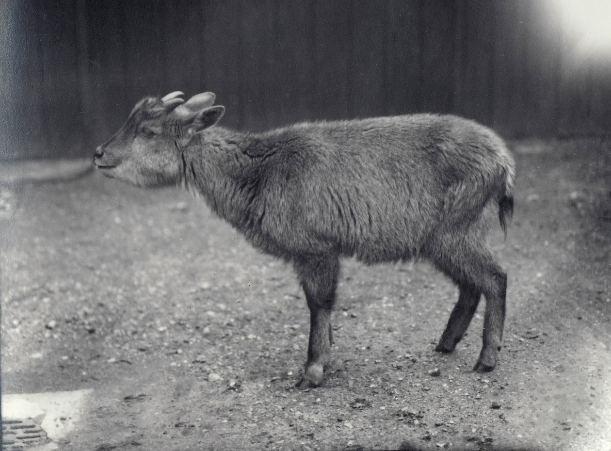 Himalayan Goral w londyńskim zoo, 1914. autorstwa Frederick William Bond
