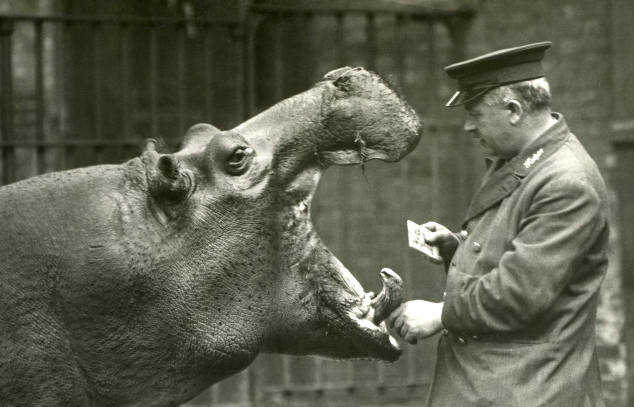 Hipopotam Bobbie z opiekunem Erniem Bowmanem, londyńskie zoo, 1927 autorstwa Frederick William Bond