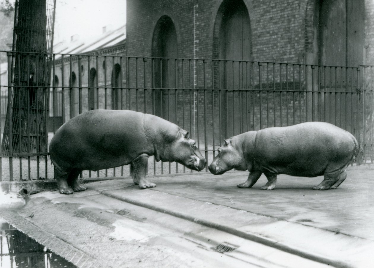 Hipopotamy Bobbie i Joan zostają przedstawione w londyńskim zoo, 1923 (fot. bw) autorstwa Frederick William Bond