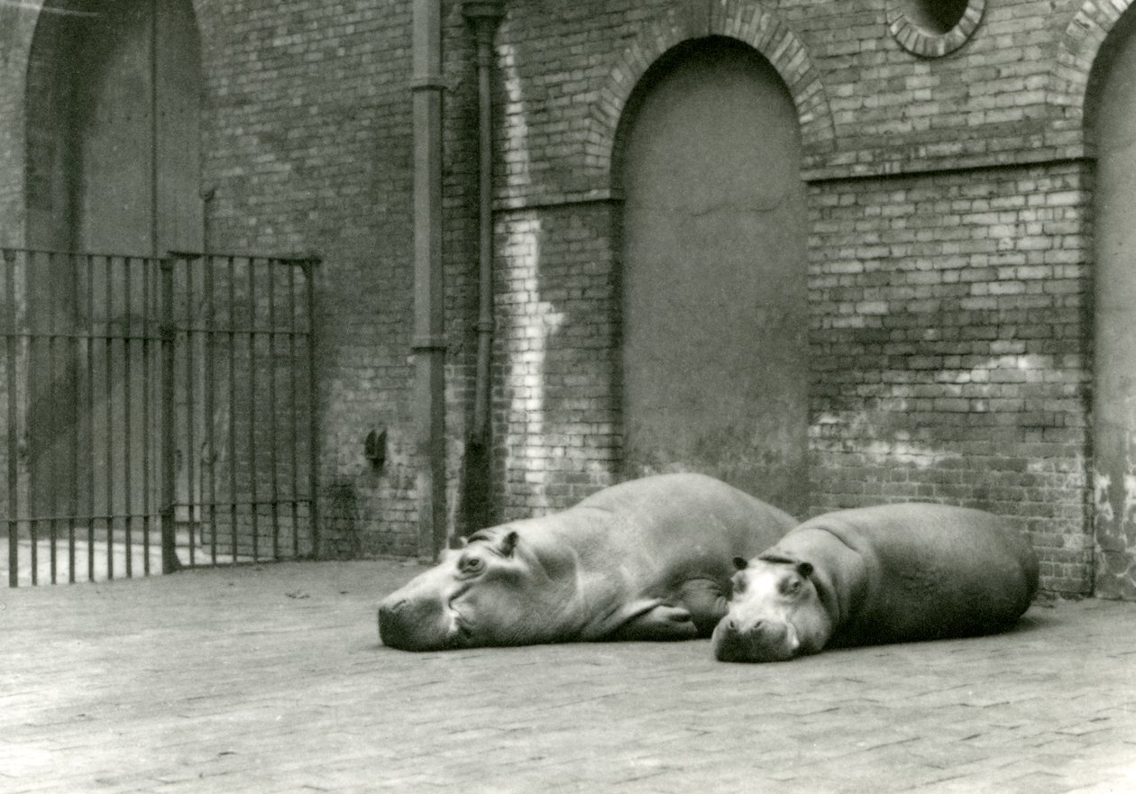 Hipopotamy Bobbie i Joan w londyńskim zoo, lipiec 1923 (fot. bw) autorstwa Frederick William Bond